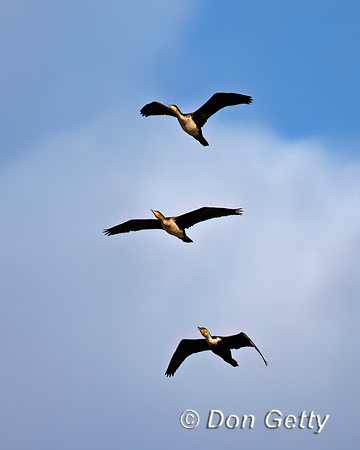 Great Cormorant