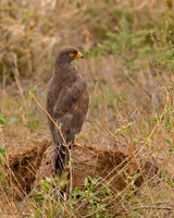Grasshopper Buzzard,
