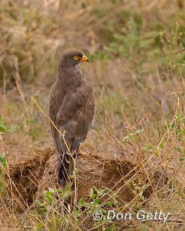 Grasshopper Buzzard,