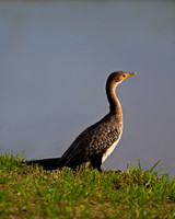 Reed Cormorant