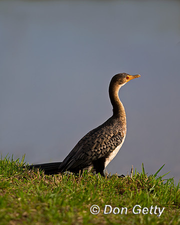 Reed Cormorant