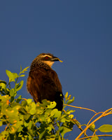 White-browed Coucal