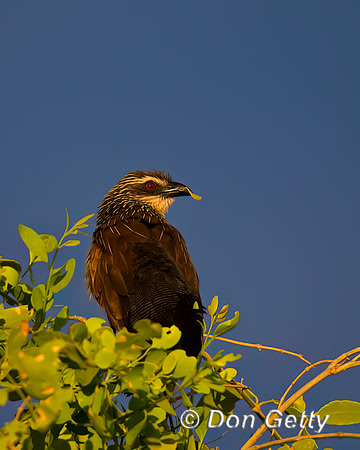 White-browed Coucal