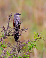 White-browed Coucal
