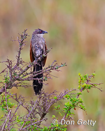 White-browed Coucal