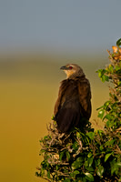 White-browed Coucal