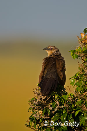 White-browed Coucal