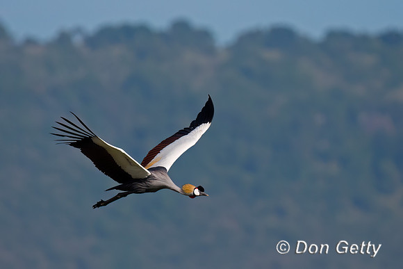 Grey Crowned Crane