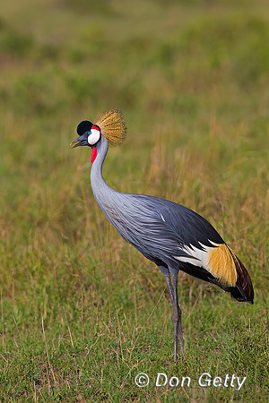 Grey Crowned Crane