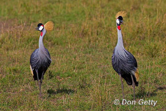 Grey Crowned Crane