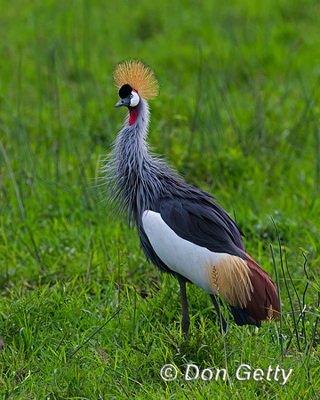 Grey Crowned Crane