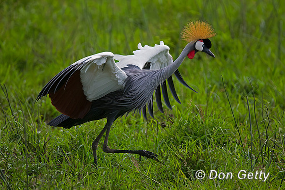 Grey Crowned Crane