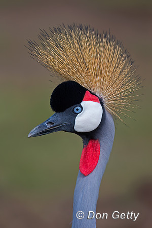 Grey Crowned Crane