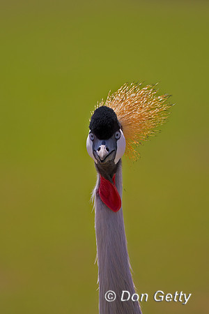Grey Crowned Crane