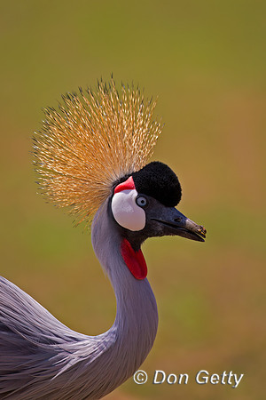 Grey Crowned Crane