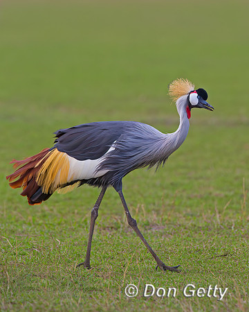 Grey Crowned Crane