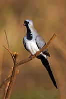 Namaqua Dove