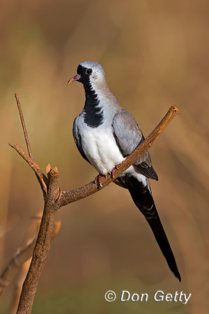 Namaqua Dove