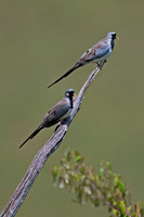 Namaqua Dove