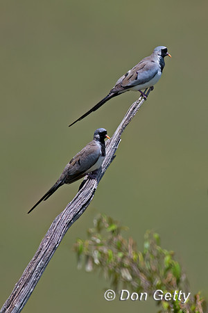 Namaqua Dove