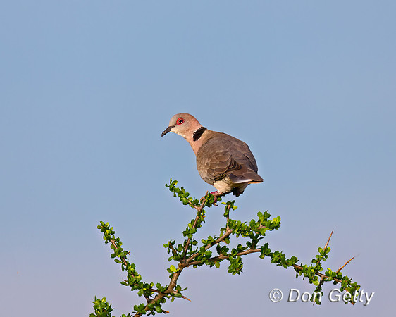 Dove_AM_A45T9517