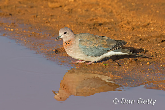 Laughing Dove