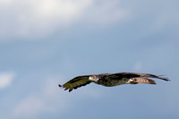 African Hawk Eagle