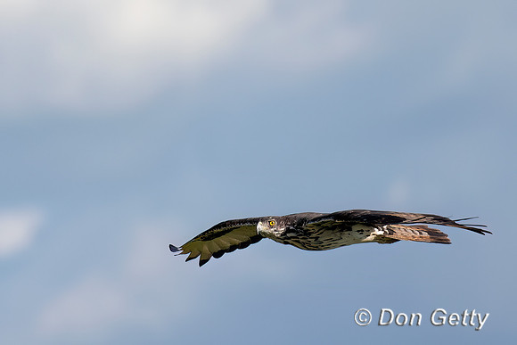 African Hawk Eagle