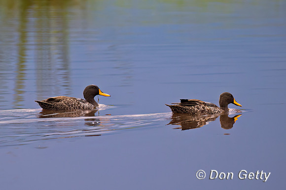 Yellow-billed Duck