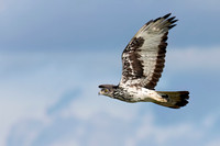African Hawk Eagle