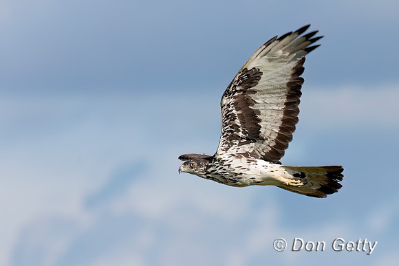 African Hawk Eagle