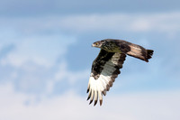 African Hawk Eagle