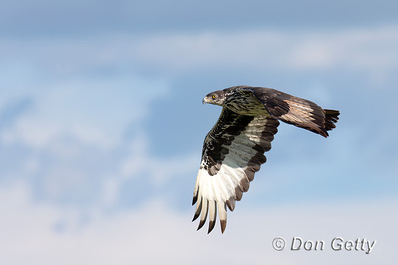 African Hawk Eagle