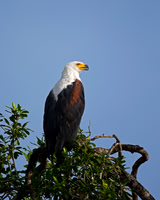 Fish Eagle