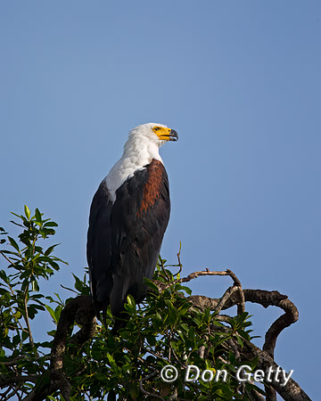 Fish Eagle