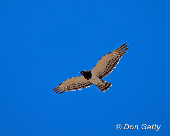 Black-chested Snake Eagle