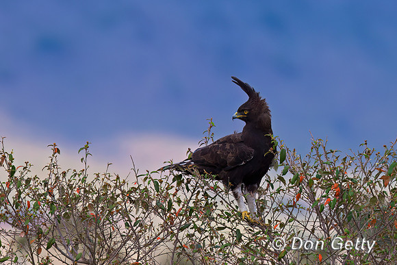 Long-crested Eagle