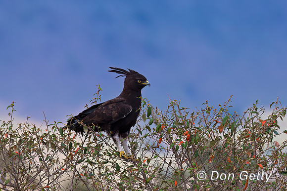 Long-crested Eagle