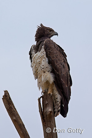 Martial Eagle