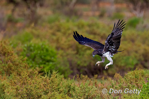 Martial Eagle