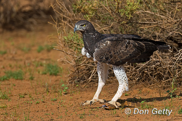 Martial Eagle