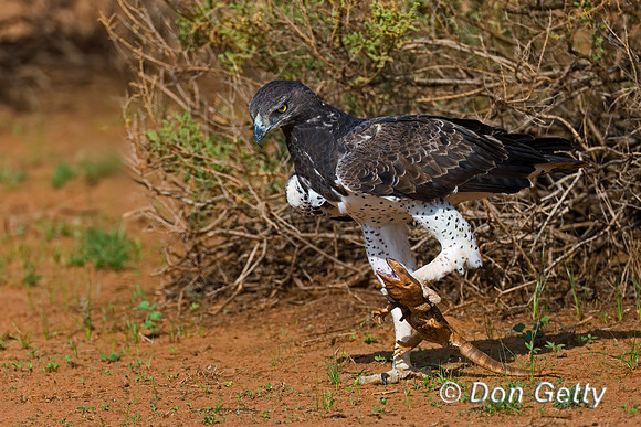 Martial Eagle