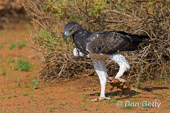 Martial Eagle
