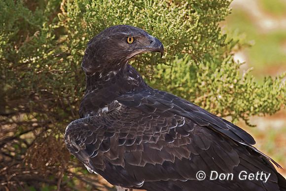 Martial Eagle