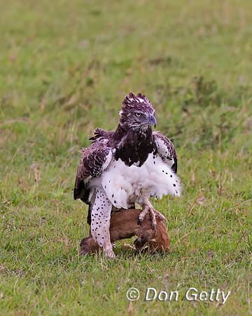 Martial Eagle