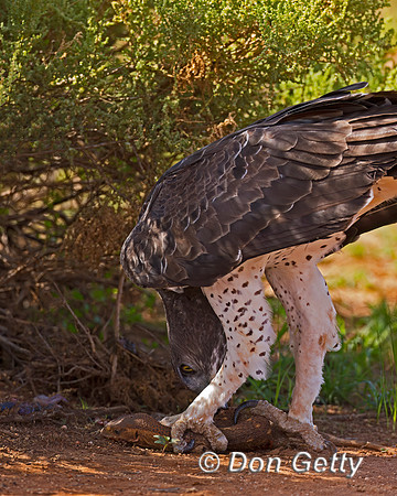 Martial Eagle