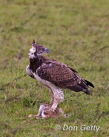 Martial Eagle
