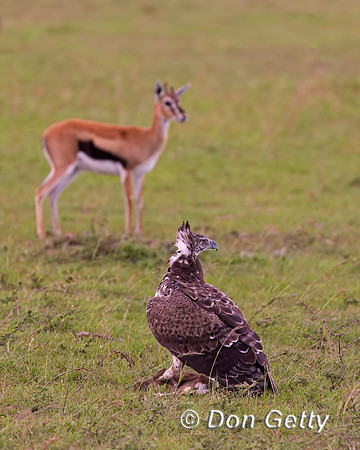 Martial Eagle