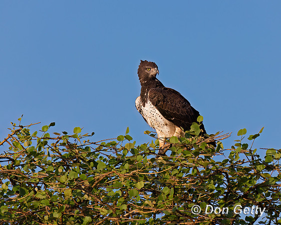Martial Eagle