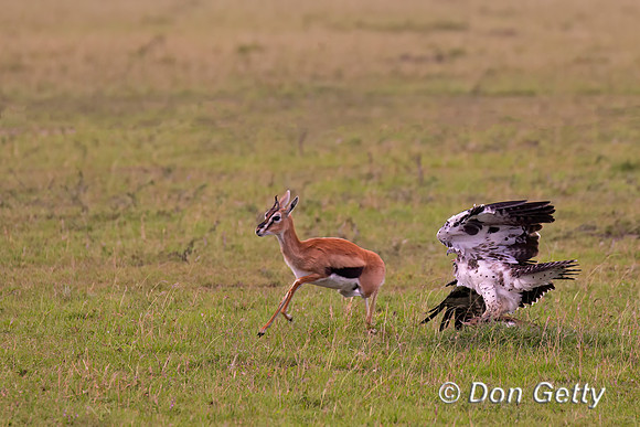Martial Eagle